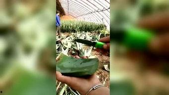 胖子在瓜地吃西瓜的视频,西瓜盛宴欢乐无限