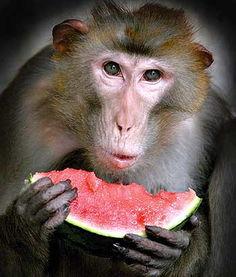 大圣吃瓜视频,揭秘娱乐圈幕后风云