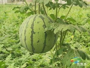 微山吃瓜事件最新进展视频,真相大白，疑云散去