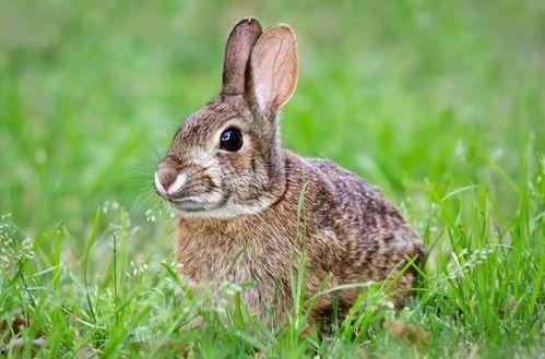 兔子可以吃手佛瓜吗视频,揭秘小动物的新宠美食