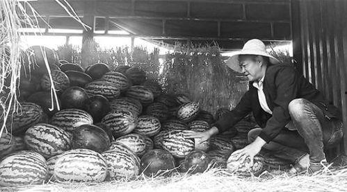 昌吉吃瓜群众事件视频,网络热议背后的真相揭晓