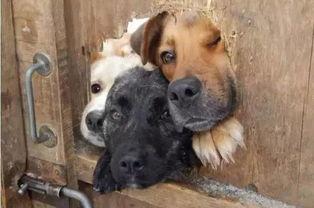 狗子与我吃瓜视频文案,一场欢乐的吃瓜盛宴