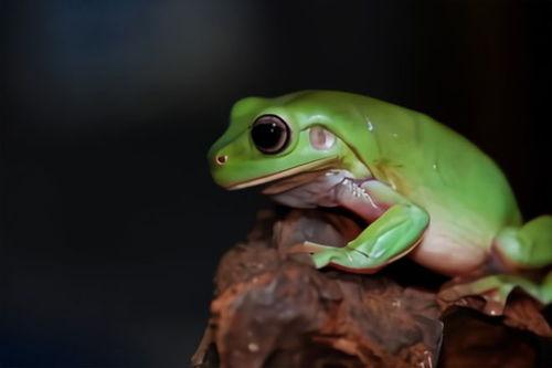 绿头蛙吃瓜视频下载安装,轻松获取萌蛙趣味瞬间
