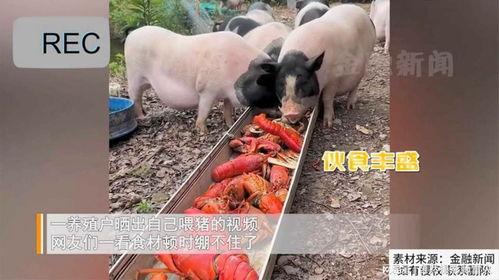 猪吃白兰瓜的视频播放大全,白兰瓜盛宴视频大盘点