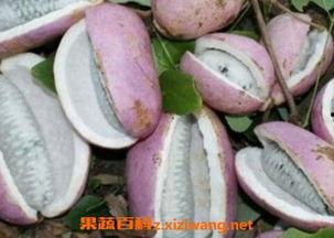 李憨憨吃八月瓜视频