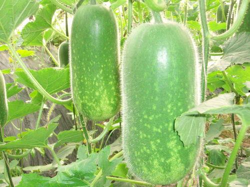 大瓜如何腌制晒干吃视频,美味家常小零食制作教程