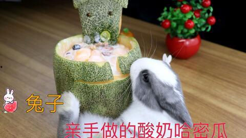 兔子可以吃哈密瓜嘛视频,哈密瓜，兔子的新宠？