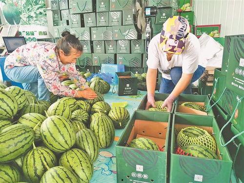 东洲农民吃瓜视频大全集,视频大全集回顾